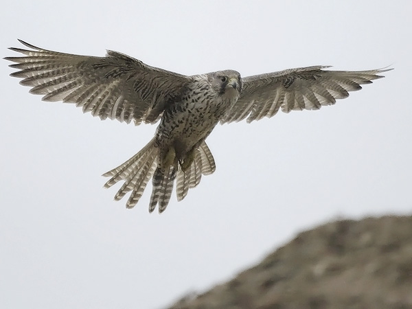 Tunturihaukka, Gyr Falcon, Falco rusticolus